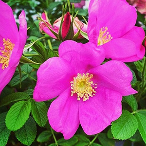 Rugostar® Raspberry Groundcover Rose