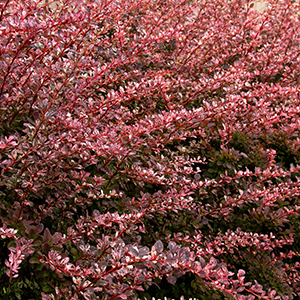 Rose Glow Japanese Barberry