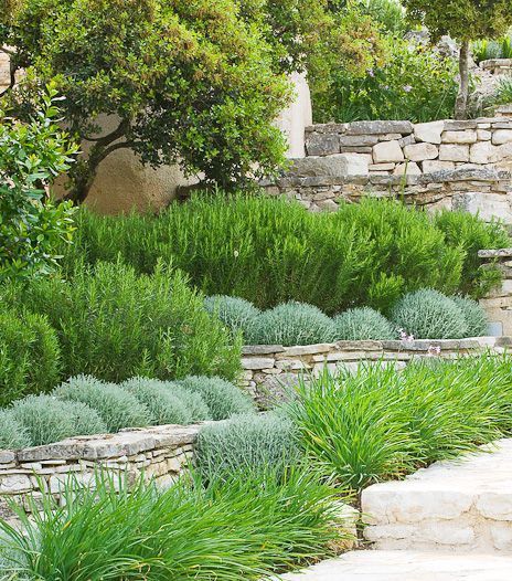 Mid Sized Shrubs For A Layered Border, Landscaping With Evergreens And Perennials
