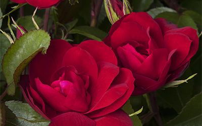 Plant container-grown shrub roses