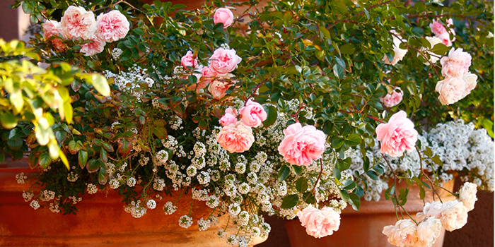 rosesincontainers700x350