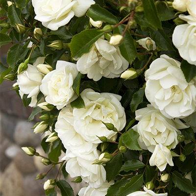 roseswhite400