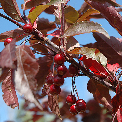 Royal Raindrops® Flowering Crabapple