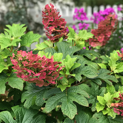 Ruby Slippers Oakleaf Hydrangea