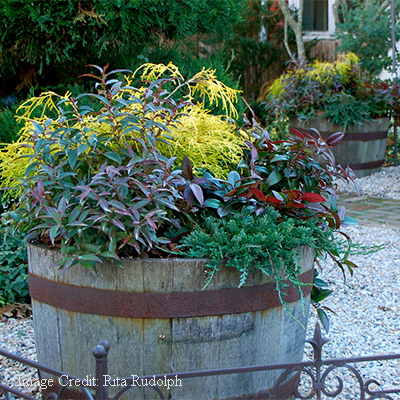 Fetterbush (Leucothoe), Sea Of Gold® Juniper, Dwarf Japanese Garden Juniper