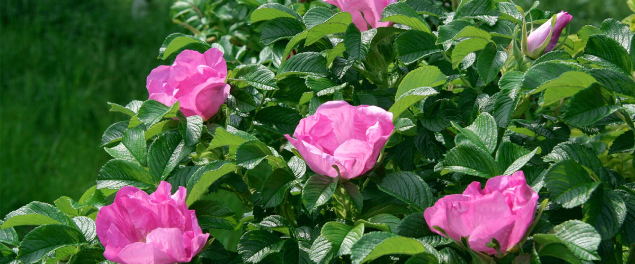 rugosa-1200x500-1024x427@2x