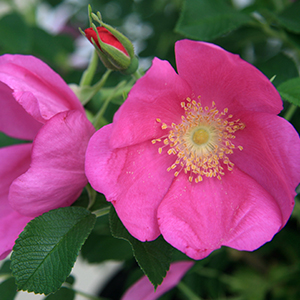 Rugostar® Raspberry Groundcover Rose