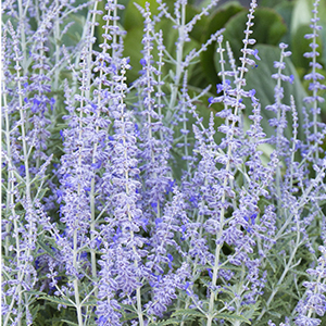 Lacey Blue Russian Sage