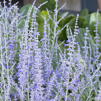 Lacey Blue Russian Sage