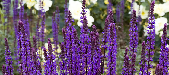 Caradonna Meadow Sage