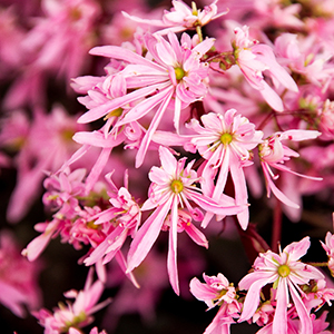 Pink Elf® Saxifrage