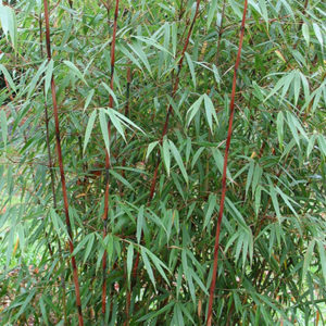 Scabrida Bamboo