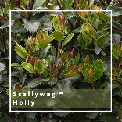 Scallywag™ Holly