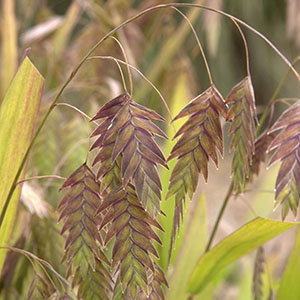 Northern Sea Oats