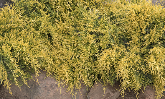 Sea Of Gold® Juniper