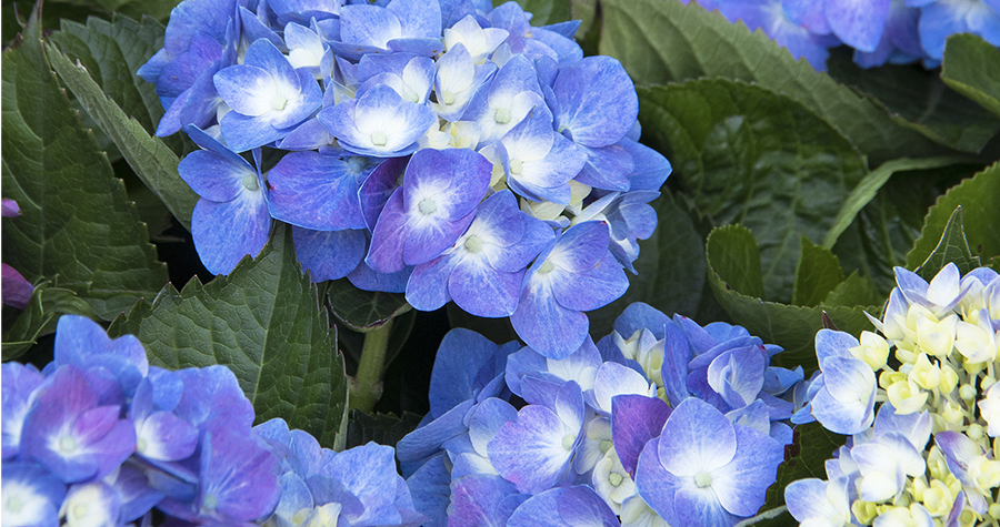 Hydrangeas