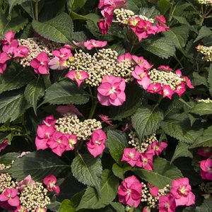 Seaside Serenade® Cape May Hydrangea