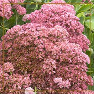 sedum-autumnjoy-300_goldframe-150x150@2x