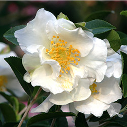 Setsugekka Camellia