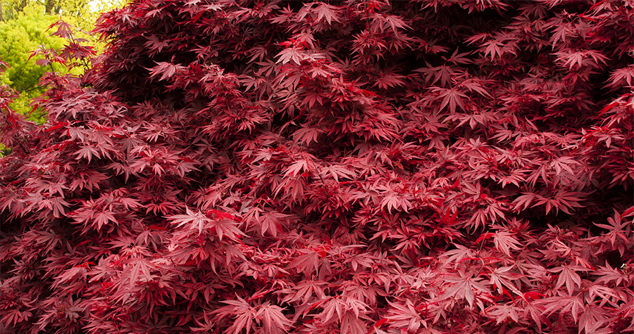 Shaina Japanese Maple