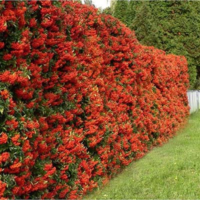 Sheared as a hedge