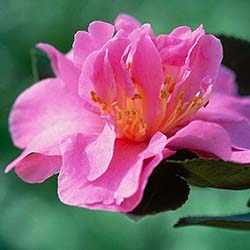 Showa-No-Sakae Camellia
