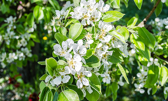 shutterstock_429691108-a-tree