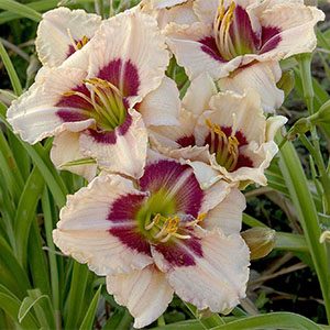 Siloam Gumdrop Daylily