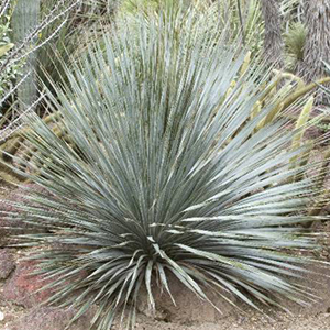 Silver Desert Spoon