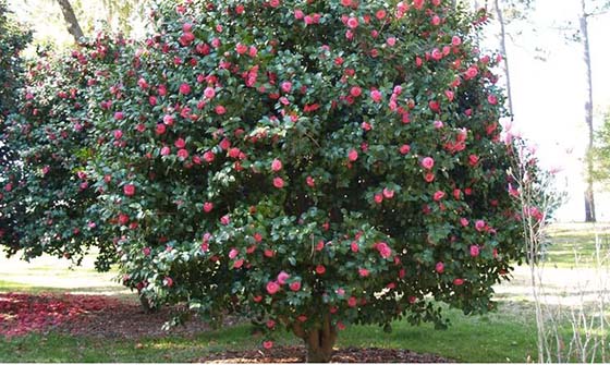 Multibranch Camellia tree, pruned to perfection; (image source: unknown)