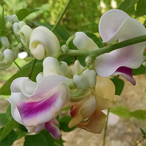 Snail Vine