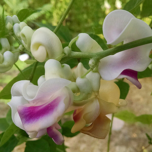 Fragrant Snail Vine