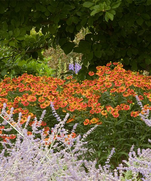 Can Can Sneezeweed