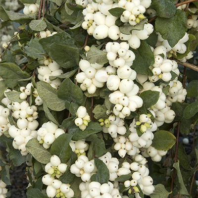 Bright Fantasy™ Snowberry