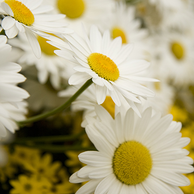 Snowcap Shasta Daisy