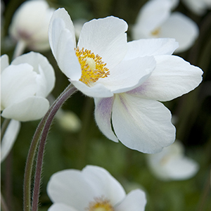 snowdrops300x300