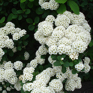 Snowmound Spirea