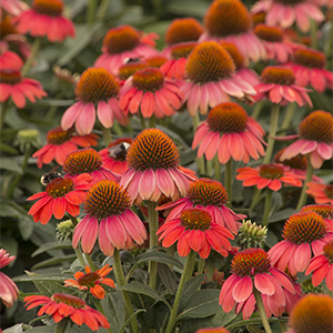 Sombrero® Hot Coral Coneflower