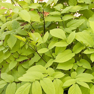 Gotemba Golden Japanese Spikenard