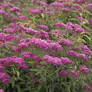 Neon Flash Spirea