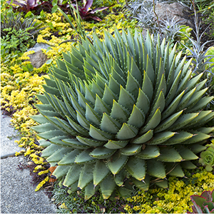 Spiral Aloe