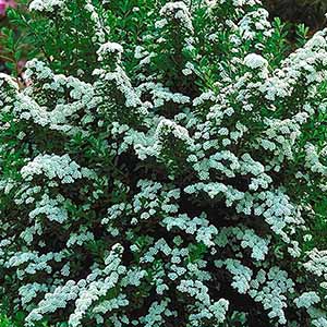 Snowmound Spirea