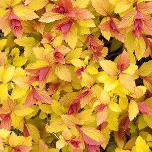 Magic Carpet Spirea