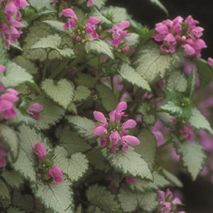 Orchid Frost Spotted Dead Nettle