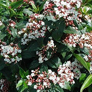 Spring Bouquet Laurustinus