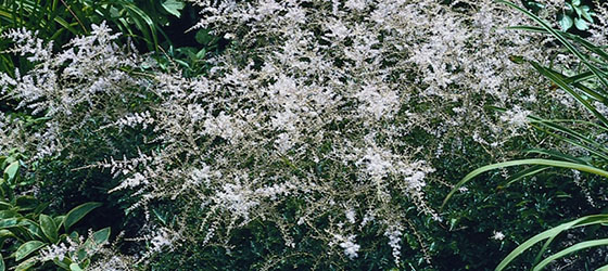 Sprite Dwarf Astilbe