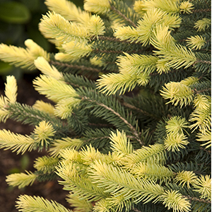 Sparkler® Colorado Blue Spruce