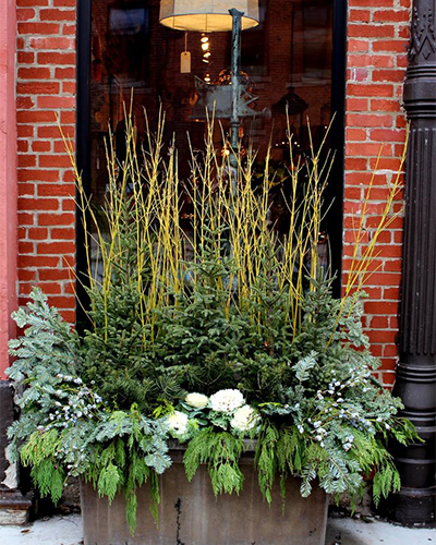 This large trough has been filled with cut greens, ornamental cabbages, and sticks of yellow dogwood.