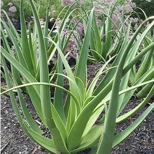 Calamar Squid Agave