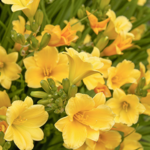 Stella De Oro Dwarf Daylily